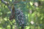 images/recent-photos/Chipmunk-On-Seed-Block-[IMG_2635].jpg
